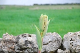 Clicca qui per vedere l'immagine in dettaglio